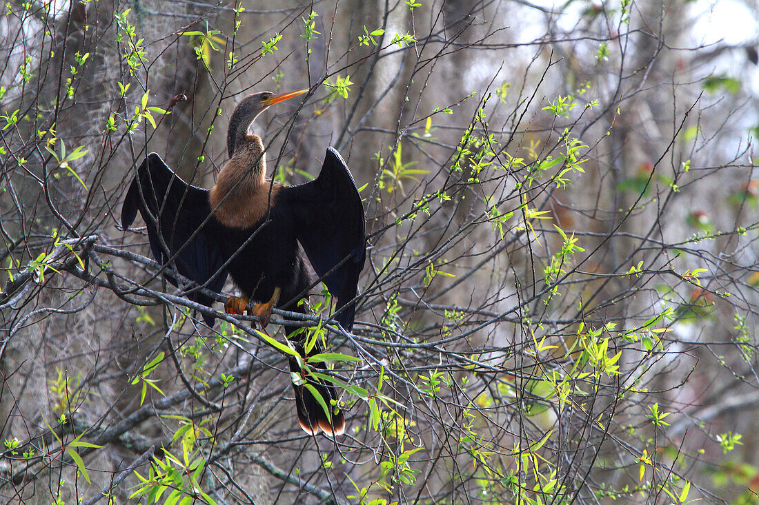 USA, Florida. Everglades. Anhinga (Anhingidae) beim Trocknen seines Gefieders