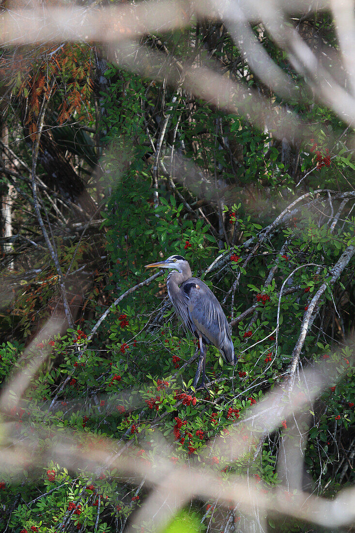 Usa,Florida. Everglades.