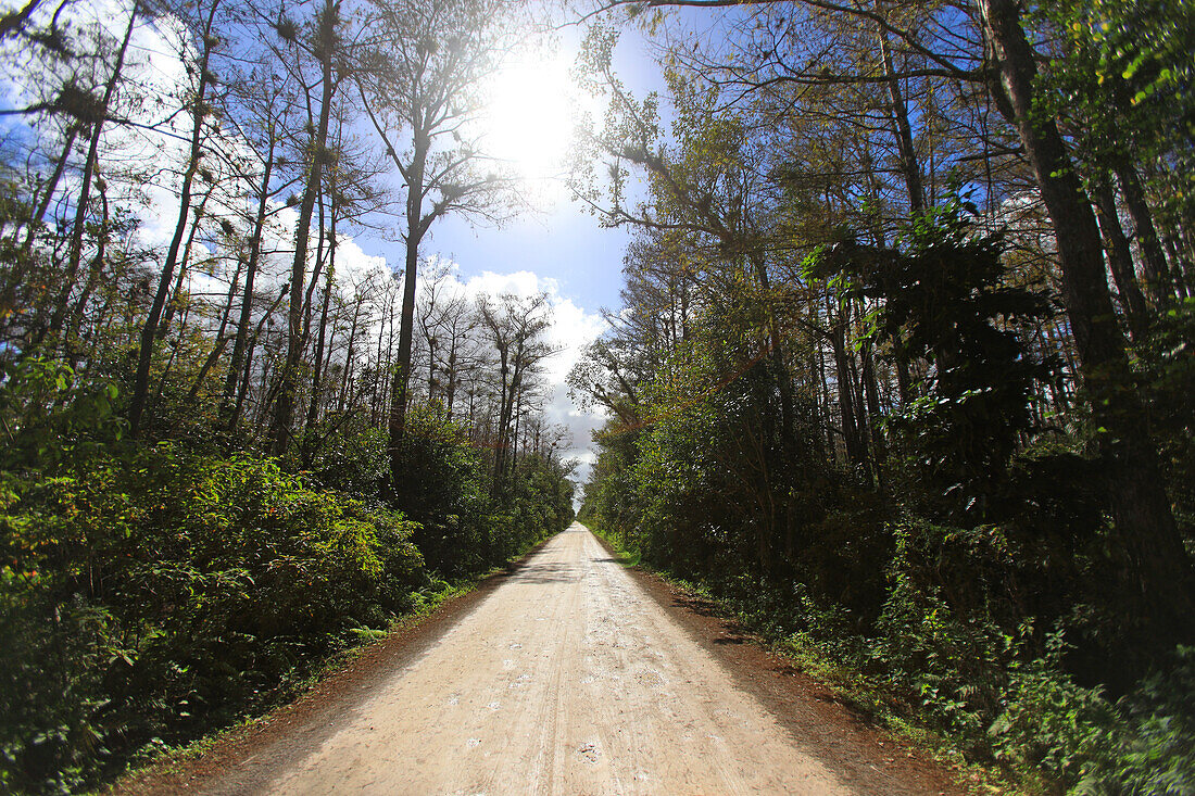 USA, Florida. Everglades. Schleifenstraße