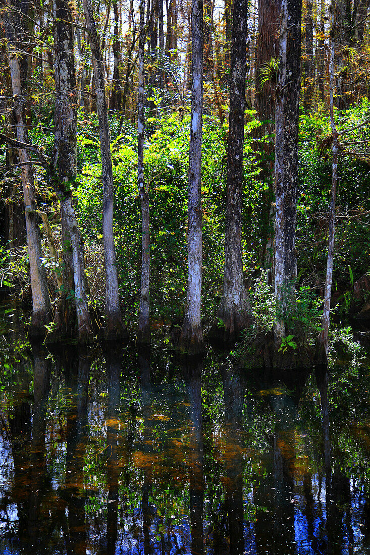 Usa,Florida. Everglades. Loop Road. Cypress trees and swamp