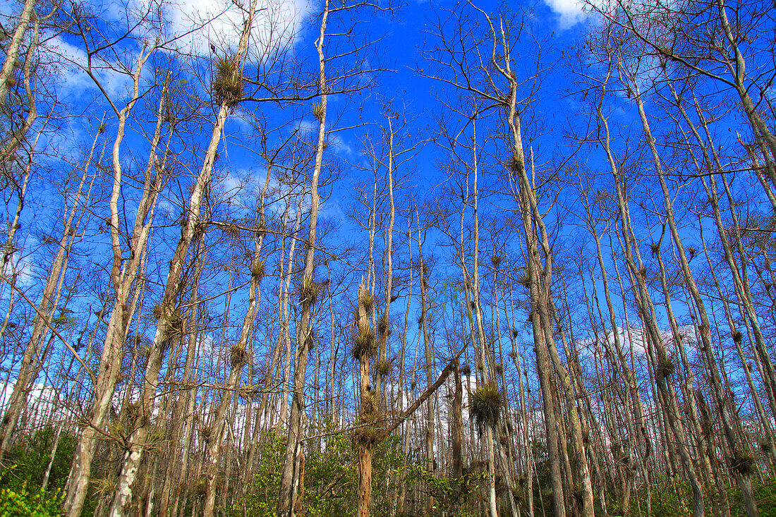 Usa,Florida. Everglades. Loop Road. Cypress trees and swamp