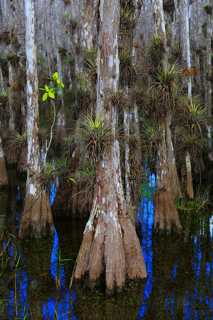 Usa,Florida. Everglades. Loop Road. Cypress trees and swamp