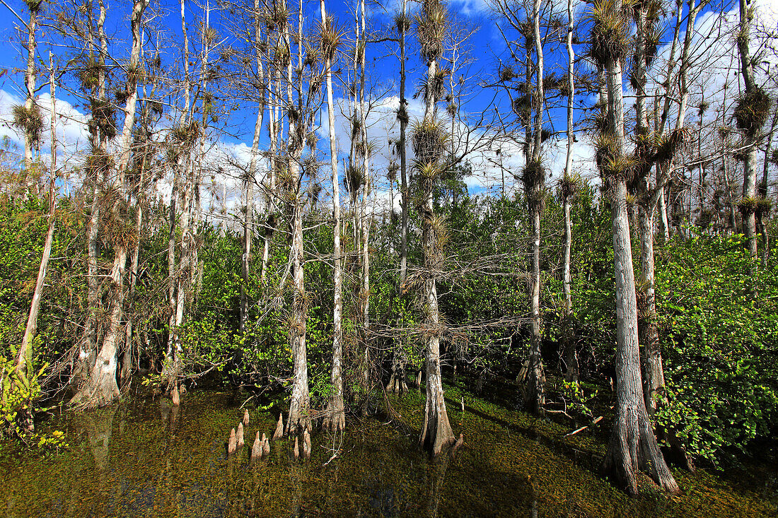 Usa,Florida. Everglades. Loop Road. Cypress trees and swamp