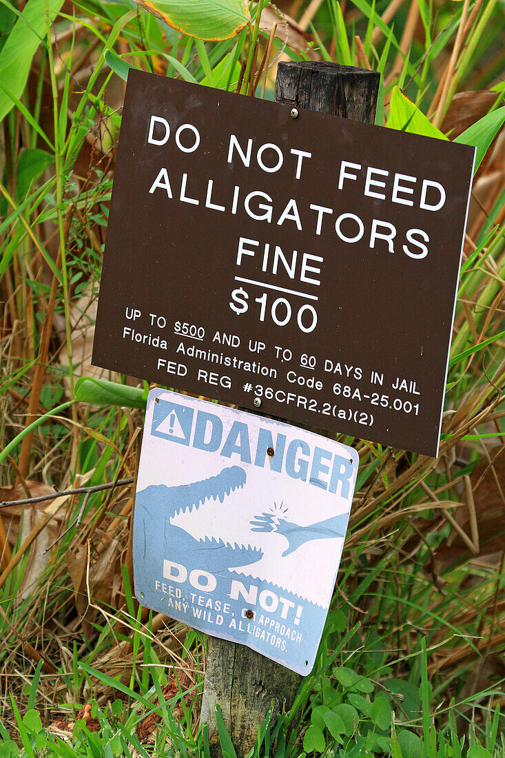 USA, Florida. Everglades. Schleifenstraße. Alligator. Gefahr