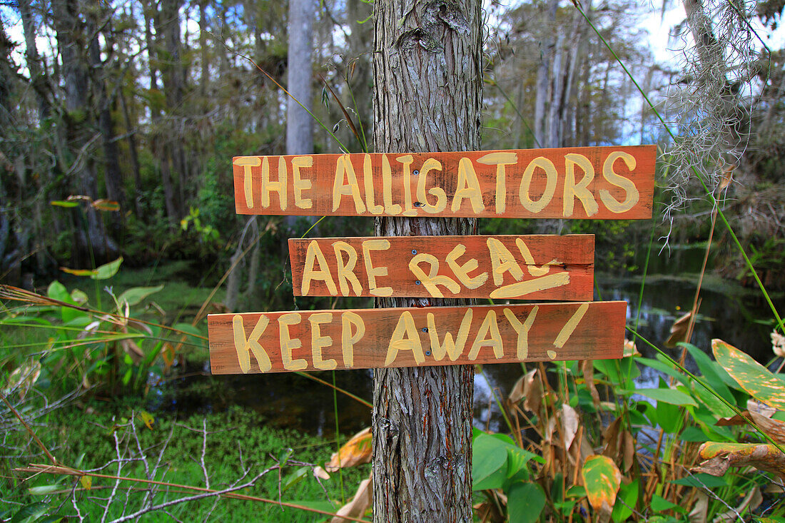 USA, Florida. Everglades. Schleifenstraße. Alligator. Gefahr