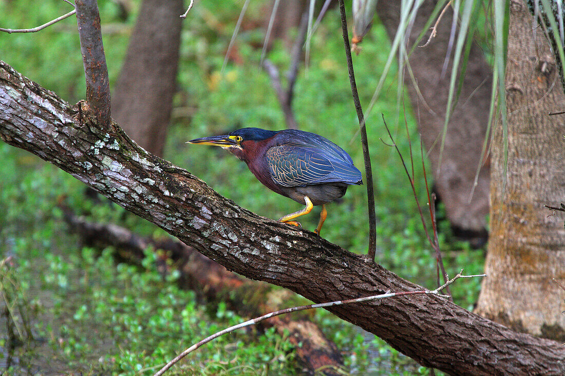 USA, Florida. Everglades. Schleifenstraße. Grüner Reiher