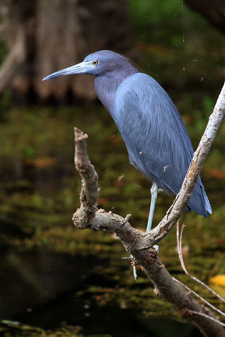 Usa,Florida. Everglades. Loop RoadUsa,Florida. Everglades. Loop Road. Blue heron