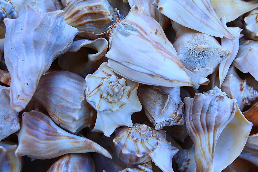 USA, Florida. Key West,Muscheln