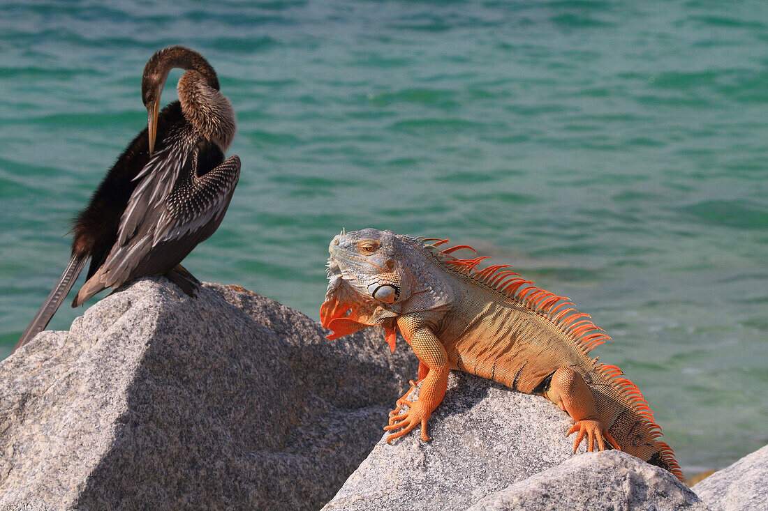 Usa,Florida. Key West. Iguana and cormorant