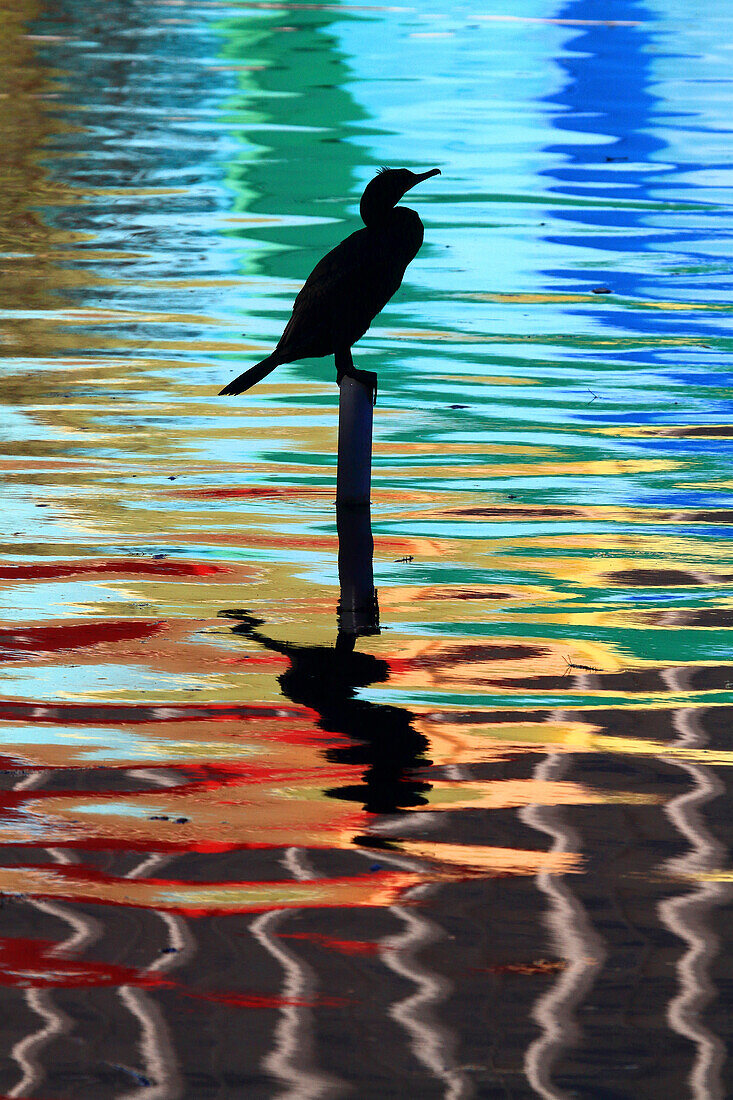 Usa,Floride,Orlando. Lake Eola Park. Cormorant