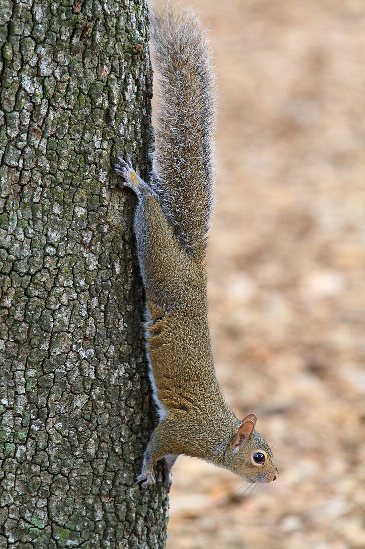 Usa,Floride,Orlando. Squirrel