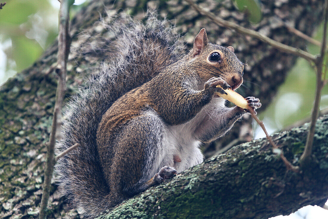 Usa,Floride,Orlando. Squirrel