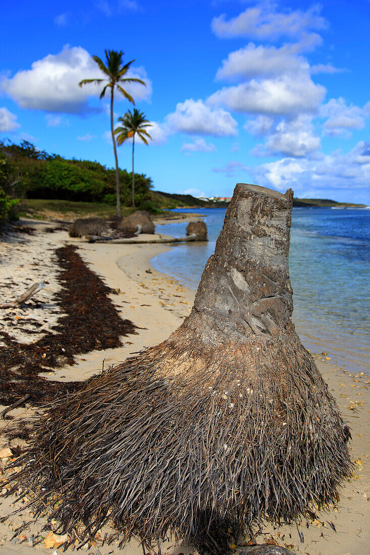 Frankreich, Guadeloupe, steigendes Wasser, Kokosnussstämme im Wasser