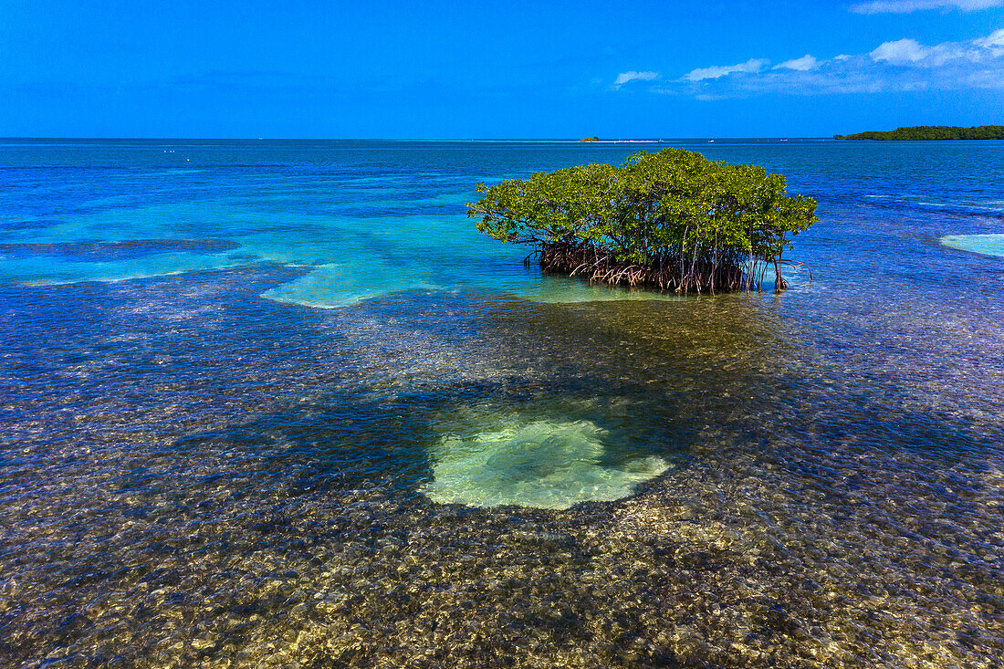 France,Guadeloupe. Sainte rose. Grand Cul-de-sac marin