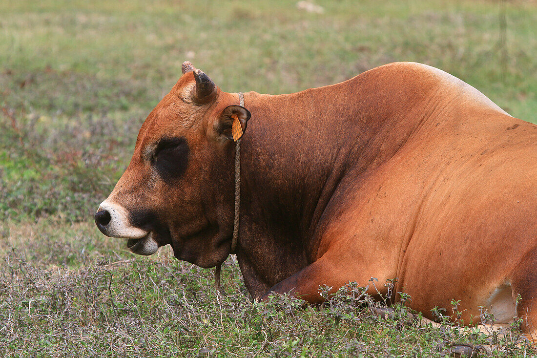 France,French Antilles,Guadeloupe. Beef