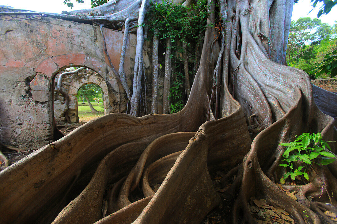 France,Antilles francaises,Guadeloupe. Petit-Canal. Prison overgrown with a cursed fig tree