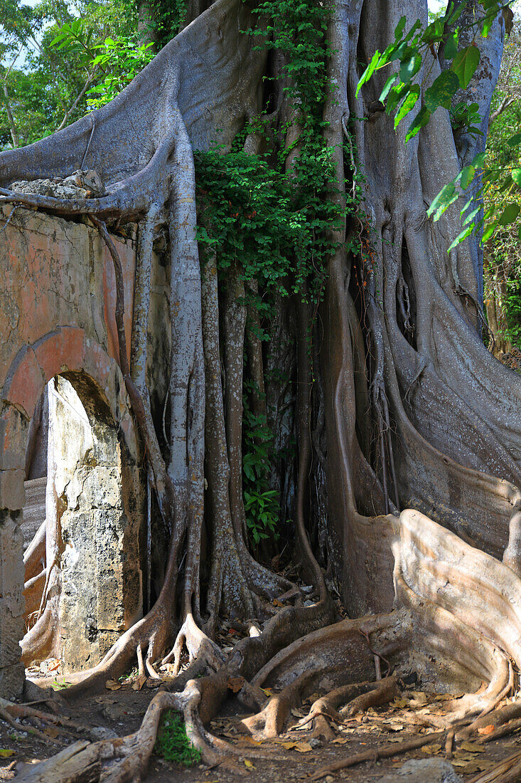 France,Antilles francaises,Guadeloupe. Petit-Canal. Prison overgrown with a cursed fig tree