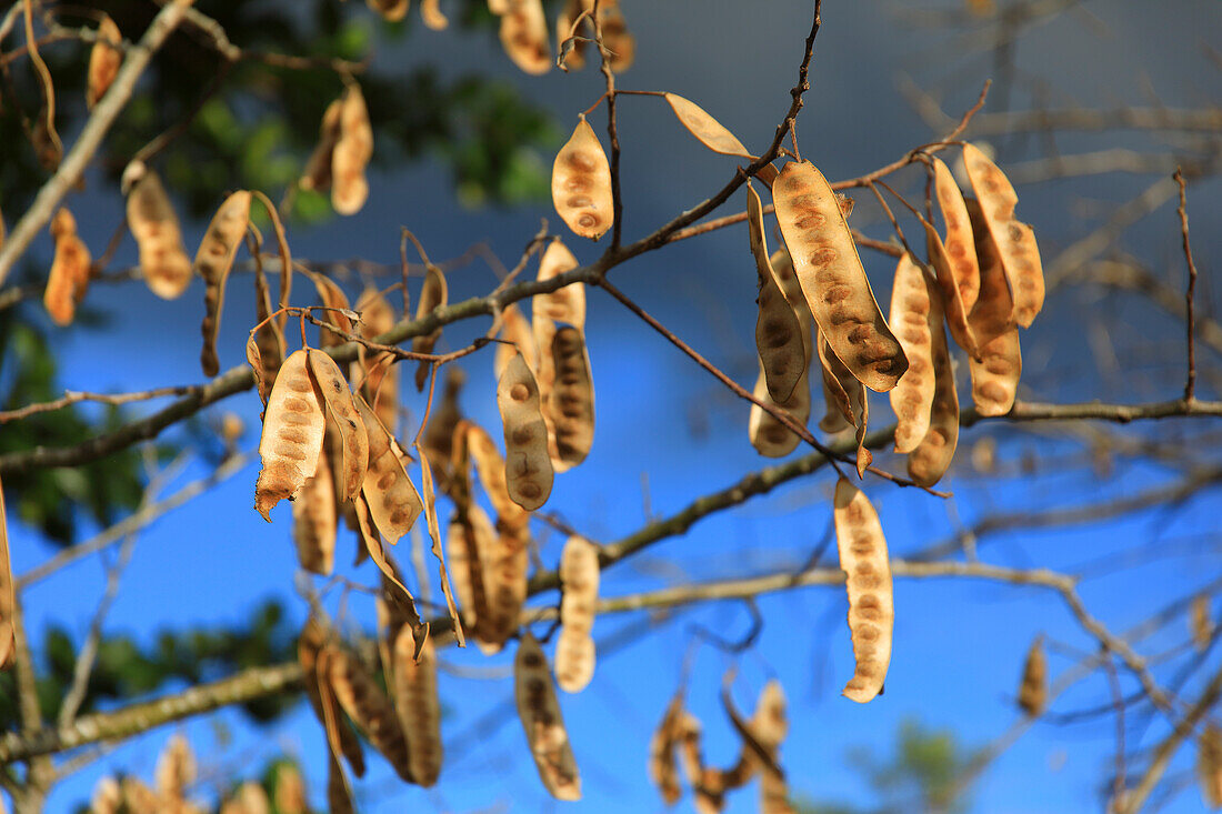 France,French Antilles,Guadeloupe. tamarind