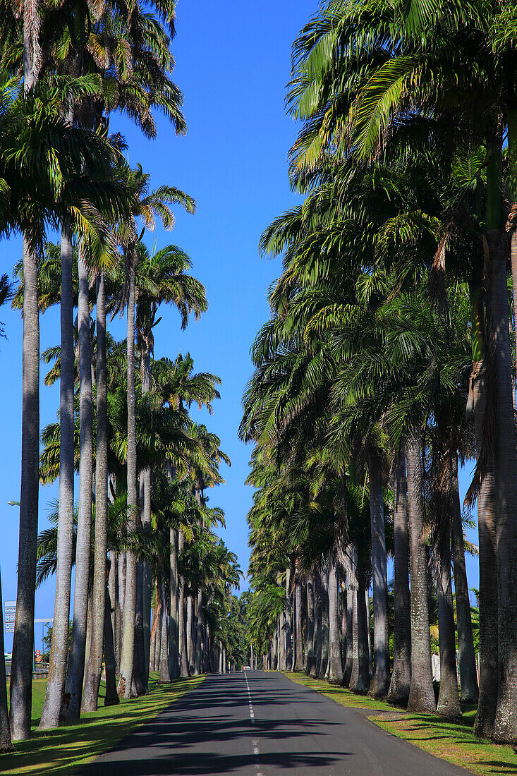 France,French Antilles,Guadeloupe. Dumanoir alley