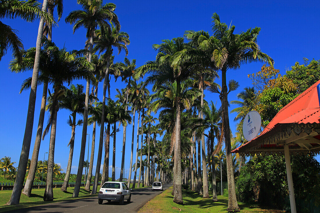 France,French Antilles,Guadeloupe. Dumanoir alley