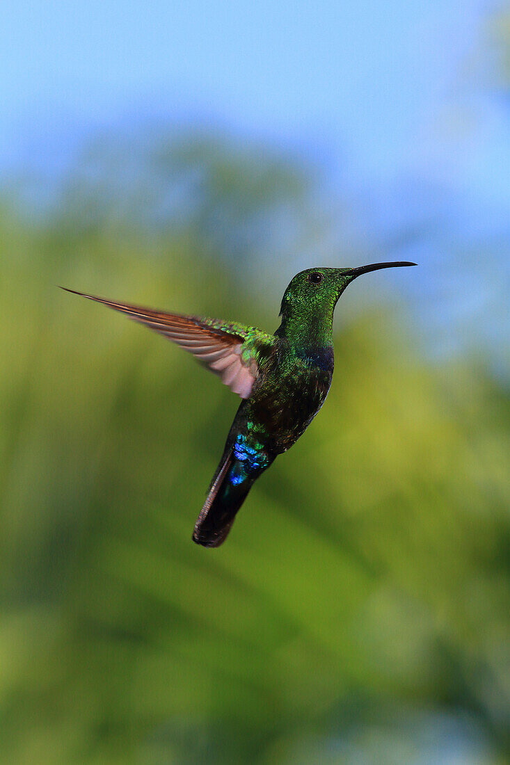 France,French Antilles,Guadeloupe. Humming-bird