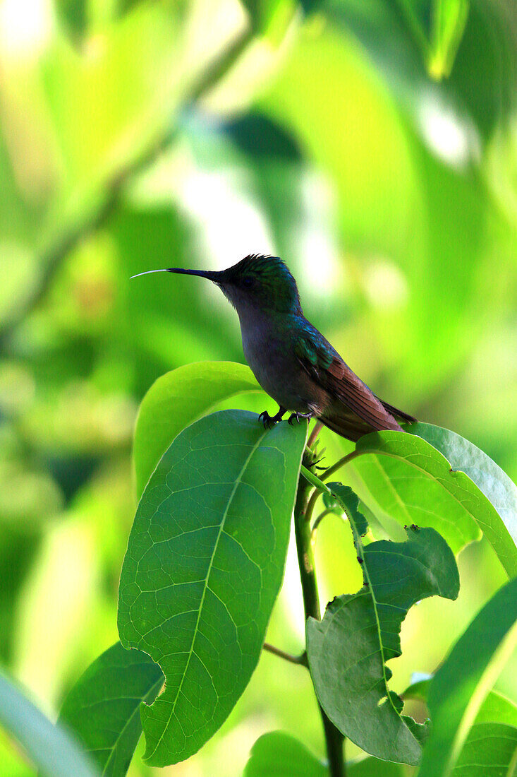 France,French Antilles,Guadeloupe. Humming-bird