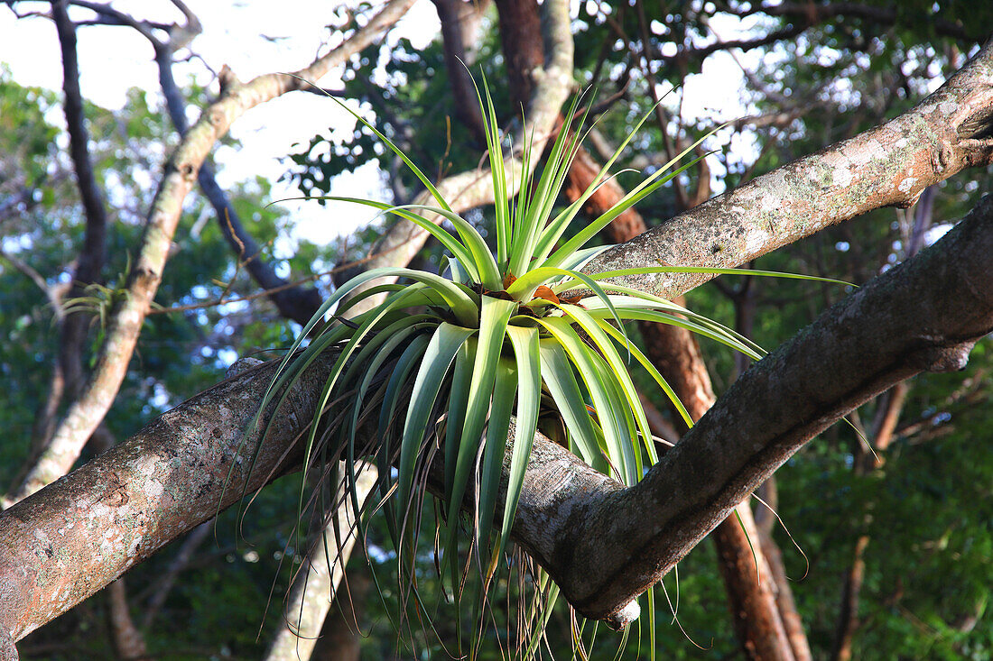 Frankreich,Französische Antillen,Guadeloupe. Tillandsie