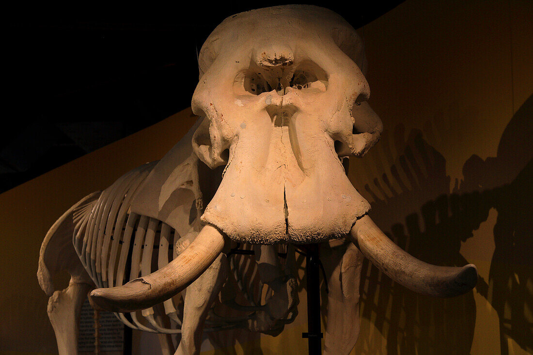 Usa,Floride,Orlando. SKELETONS: Museum für Osteologie. Elefant