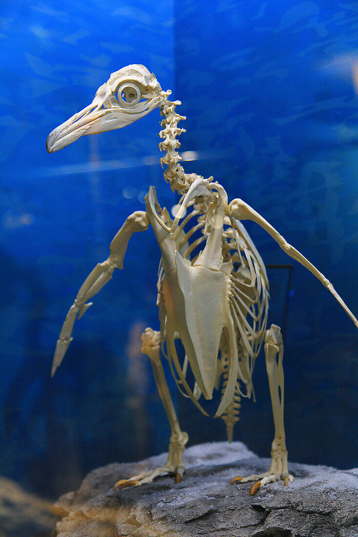 USA, Florida, Orlando. SKELETONS: Museum für Osteologie,Pinguin