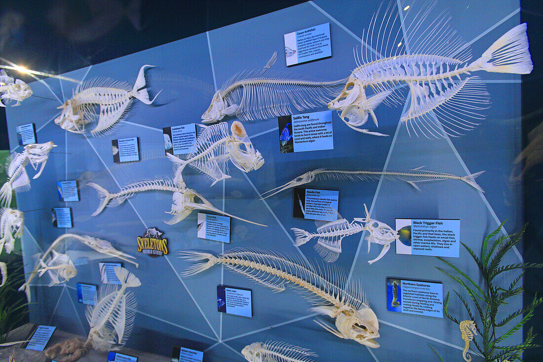 Usa,Floride,Orlando. SKELETONS: Museum Of Osteology. Fish