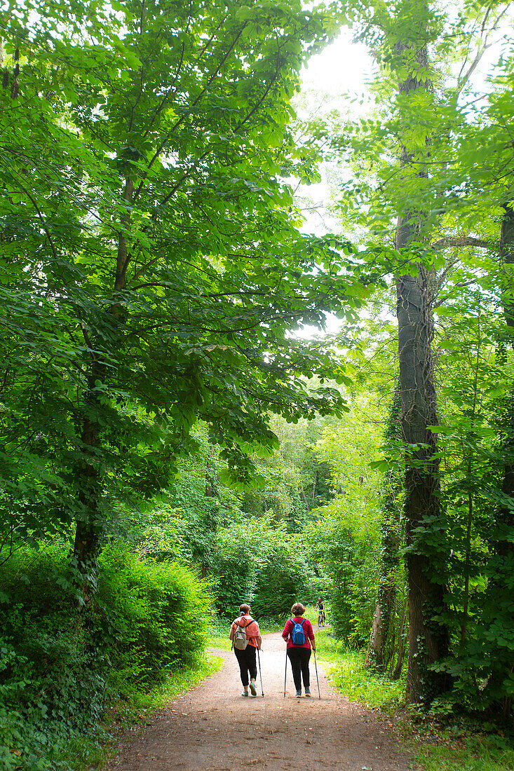 Zwei Frauen von hinten im Wald beim Nordic Walking