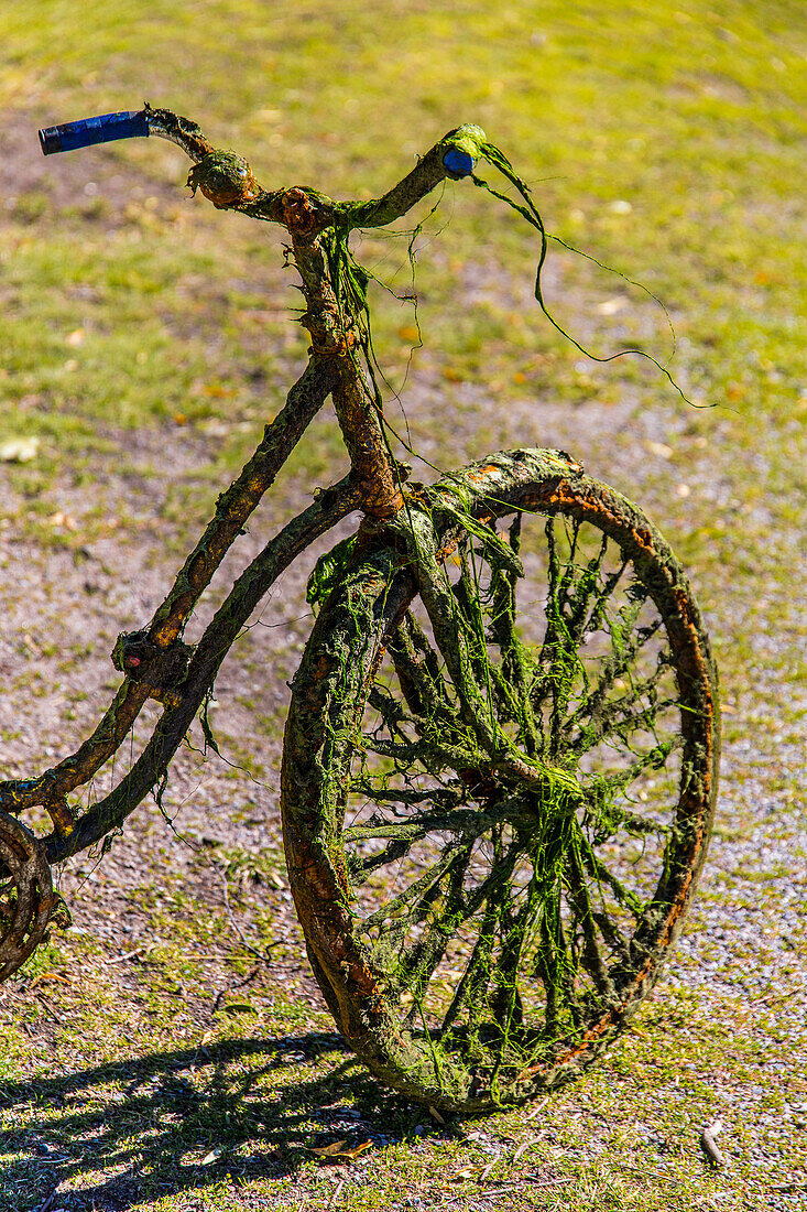 Fahrrad, das im Wasser gestanden hat, rostig und voller Algen