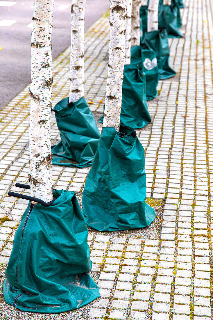 Bewässerungssäcke am Fuß von Birkenbäumen