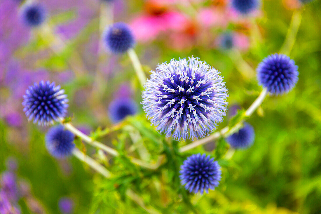 Echinops ritro