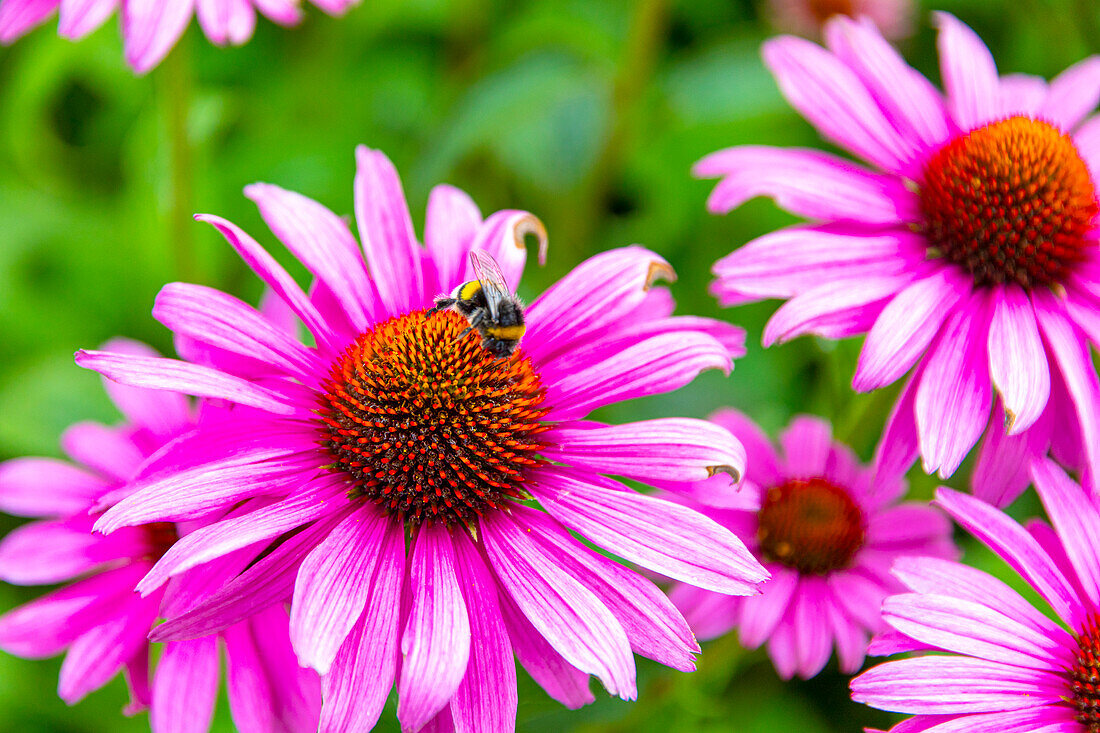 Bumblebee browsing a flower. Echinacea