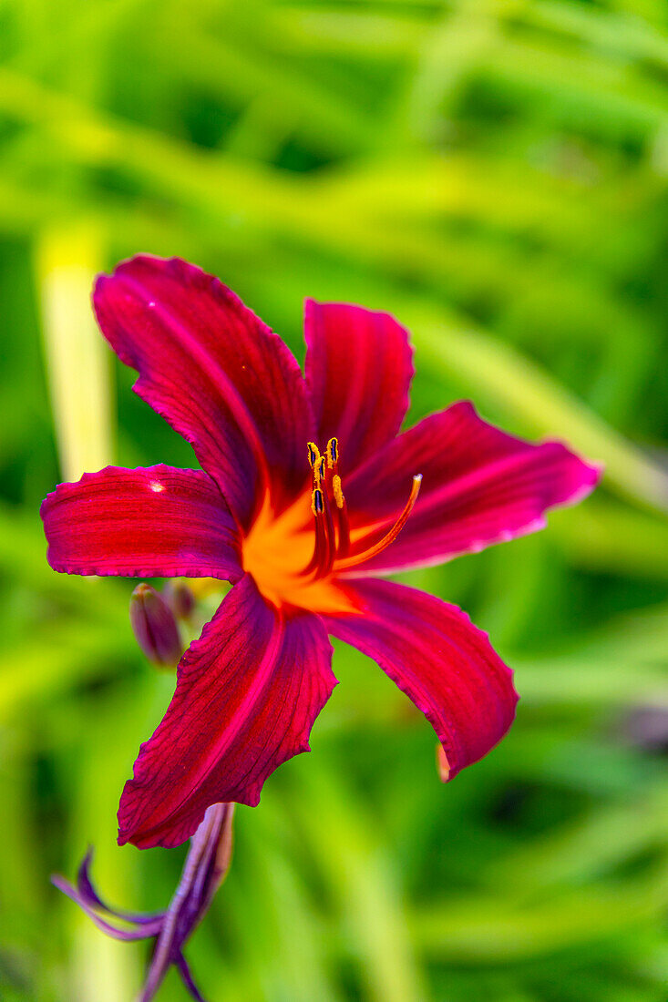 Hemerocallis fulva