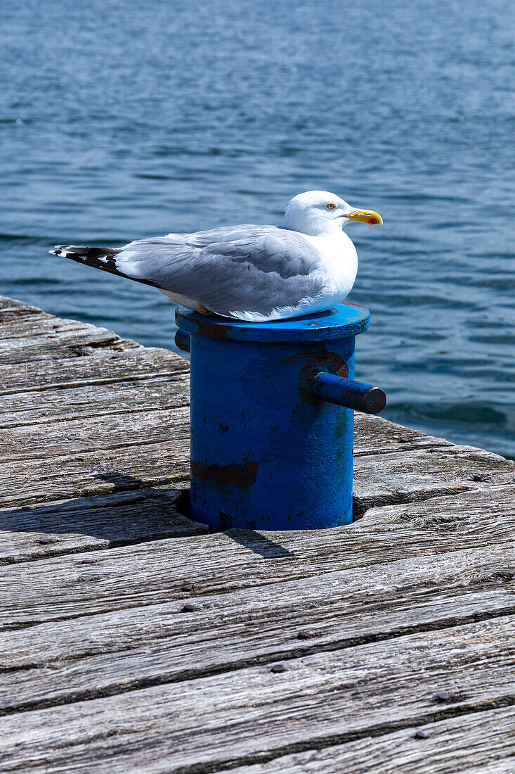 Europa,Deutschland. Möwe rastet auf einem Ankerhahn