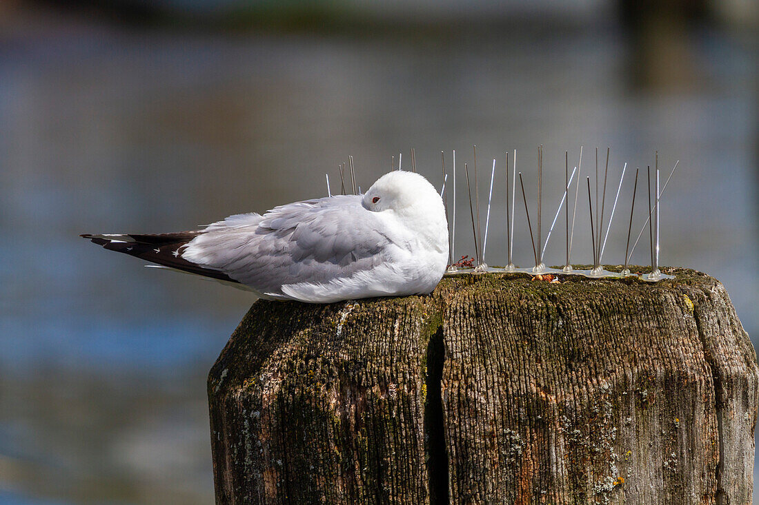 Europe,Germany. Gull resting on a mooring cock