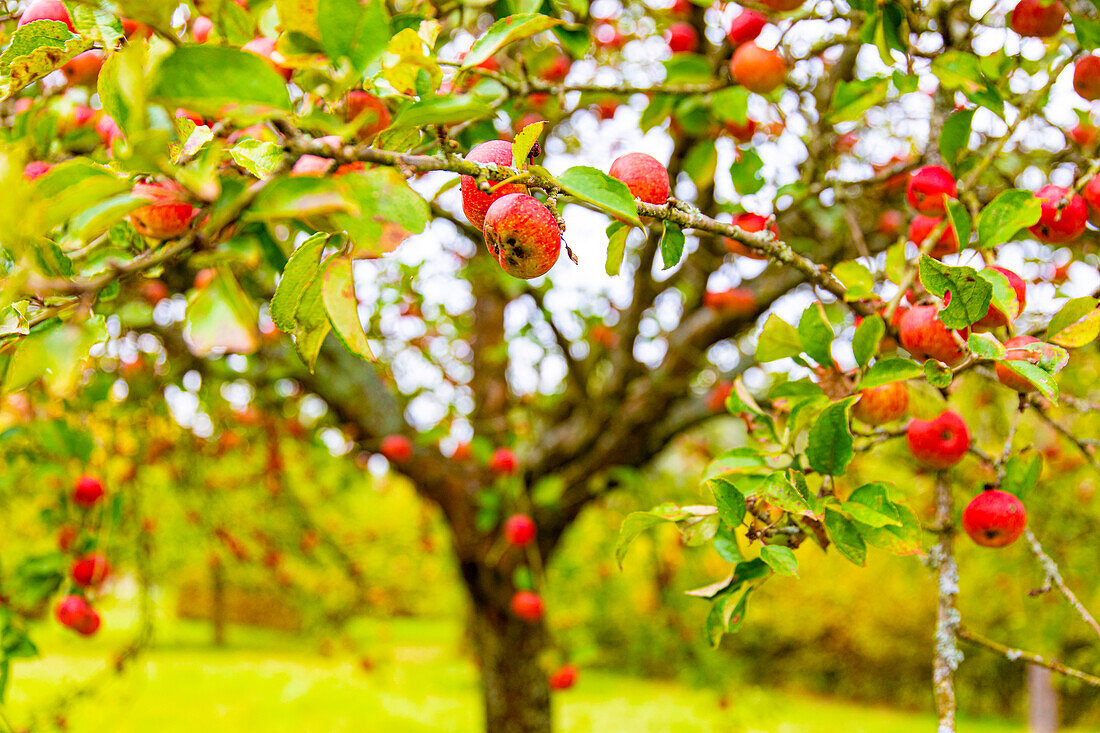 Äpfel und Apfelbaum