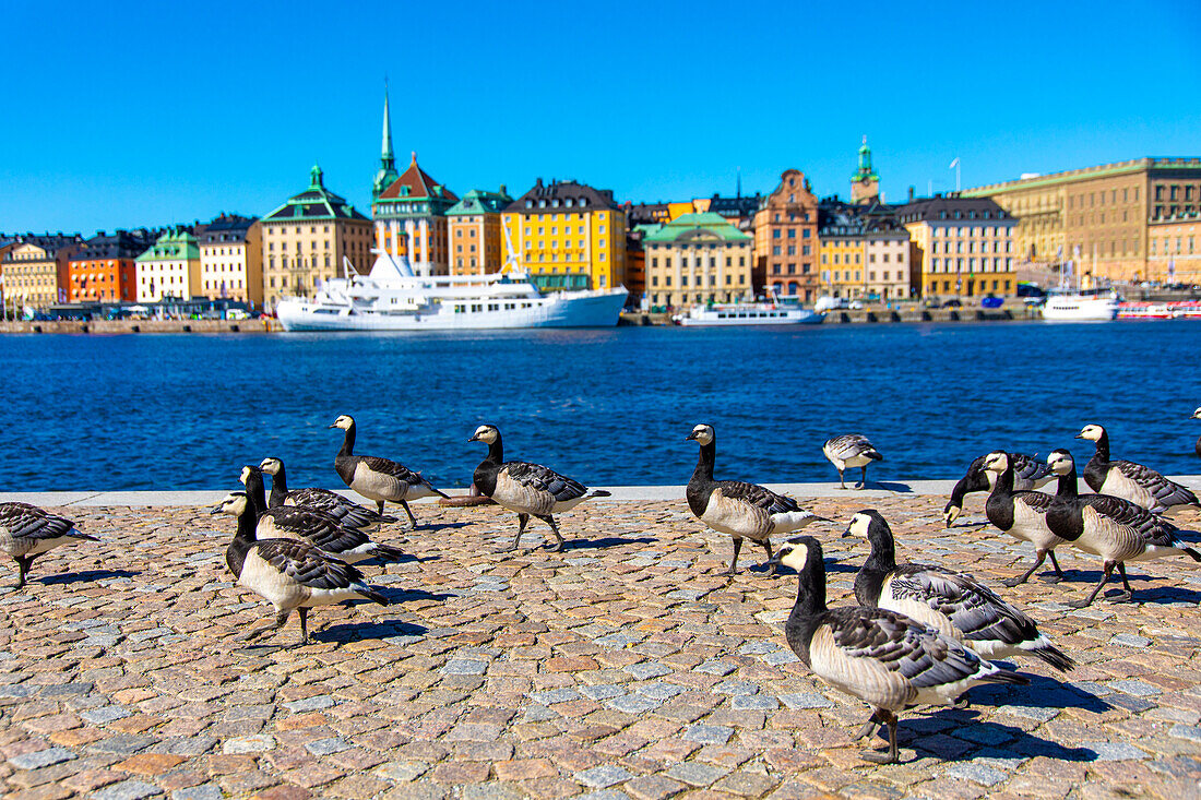 Europa, Skandinavien, Schweden. Stockholm. Die Altstadt. Gamla Stan. Tyska kyrkan. Deutsche Kirche