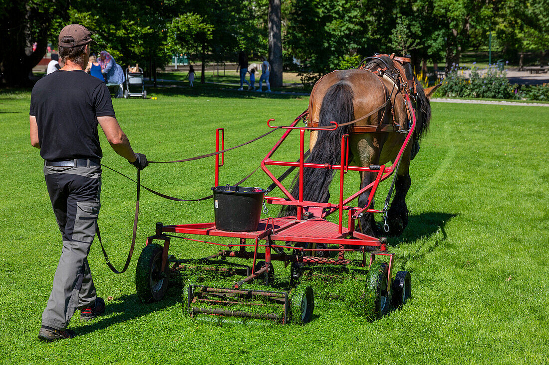 Europe,Sweden,Ostergotland County,Linkoeping. Lawn mowing with a horse. Tradgardsforeningen