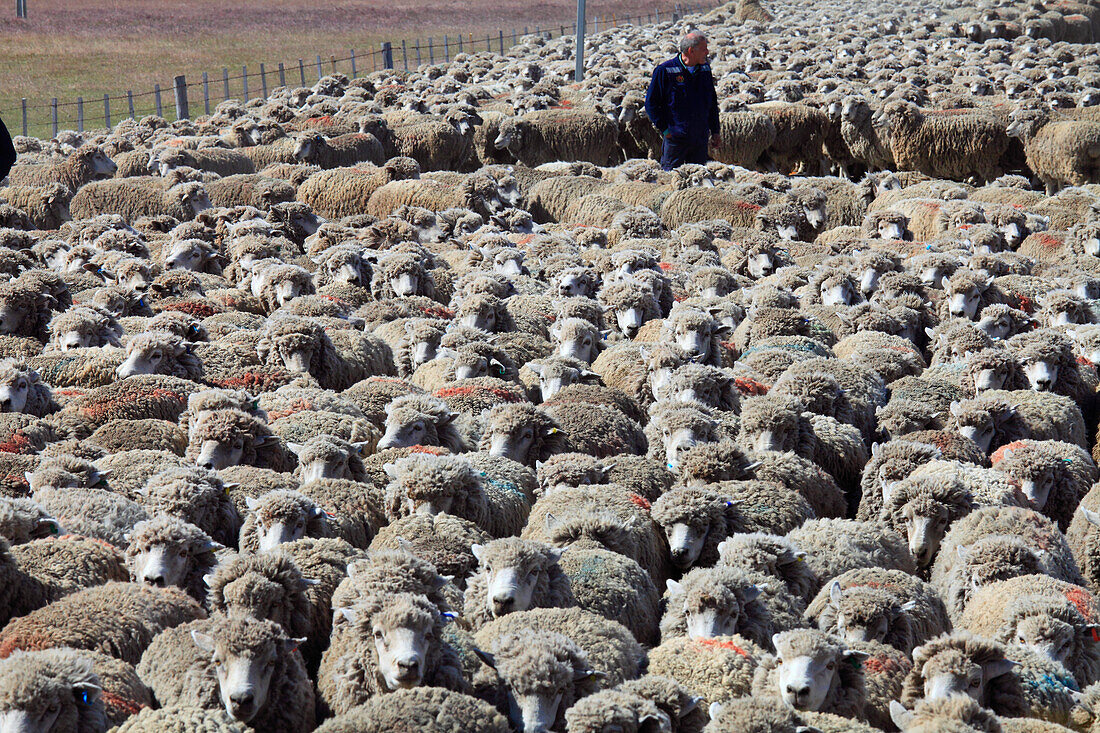 Chile,Magallanes,Patagonien,Schafherde,