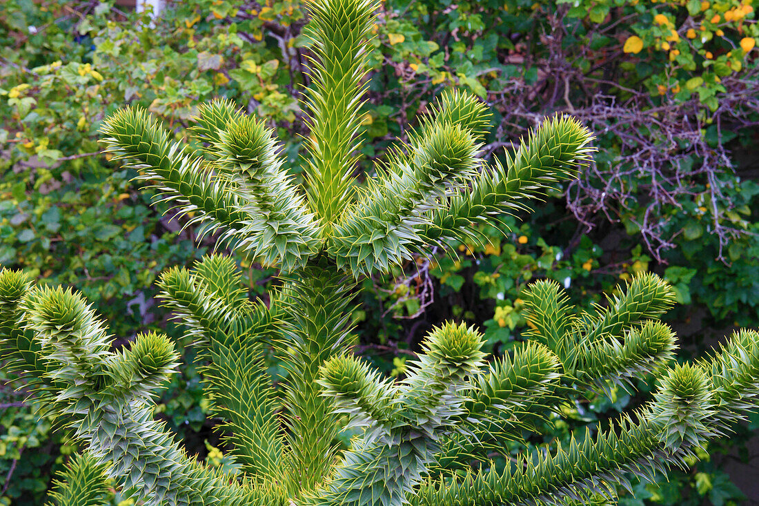 Chile,Magallanes,Punta Arenas,araucaria tree,