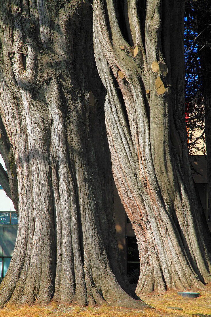 Chile,Magallanes,Punta Arenas,trees,