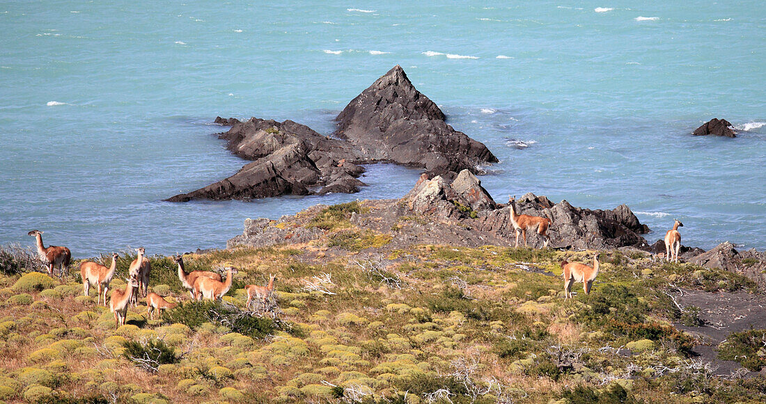 Chile,Magallanes,Torres del Paine,national park,guanacos,lama guanicoe,