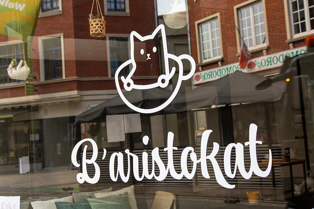 Belgien,Katzenbar