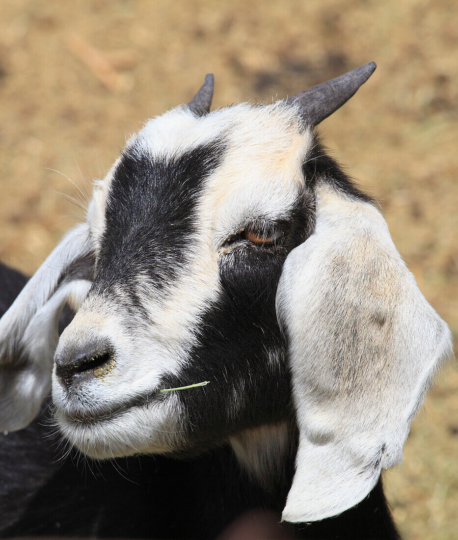 Chile,Antofagasta Region,Andes Mountains,Machuca,goat,