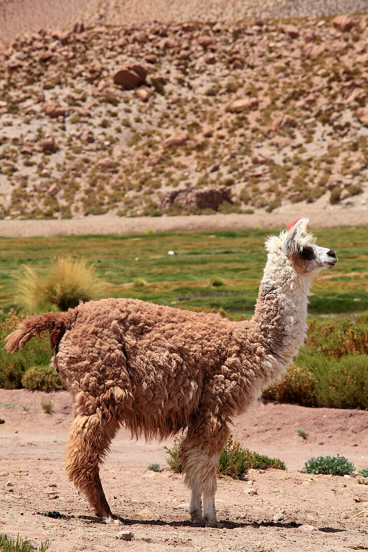 Lama,Lama glama,Chile,Antofagasta Region,Anden,Machuca,