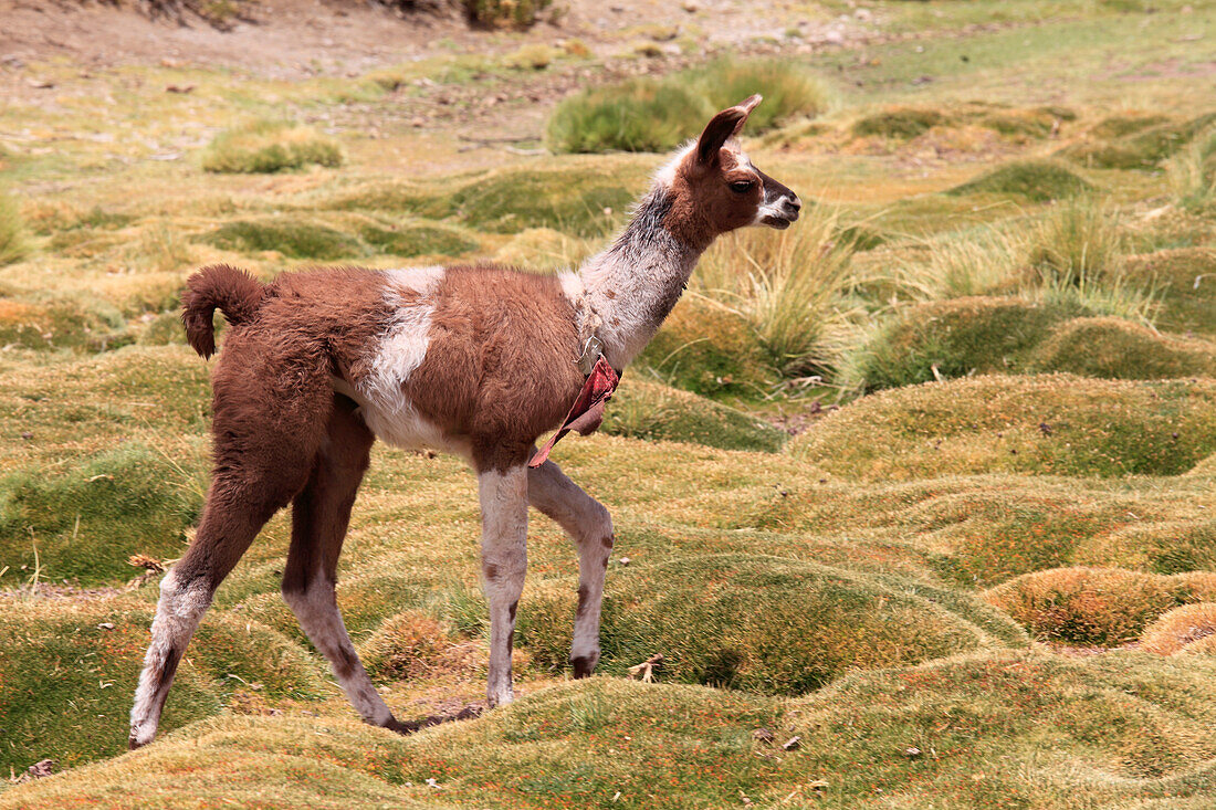 Lama,Lama glama,Chile,Antofagasta Region,Anden,Machuca,