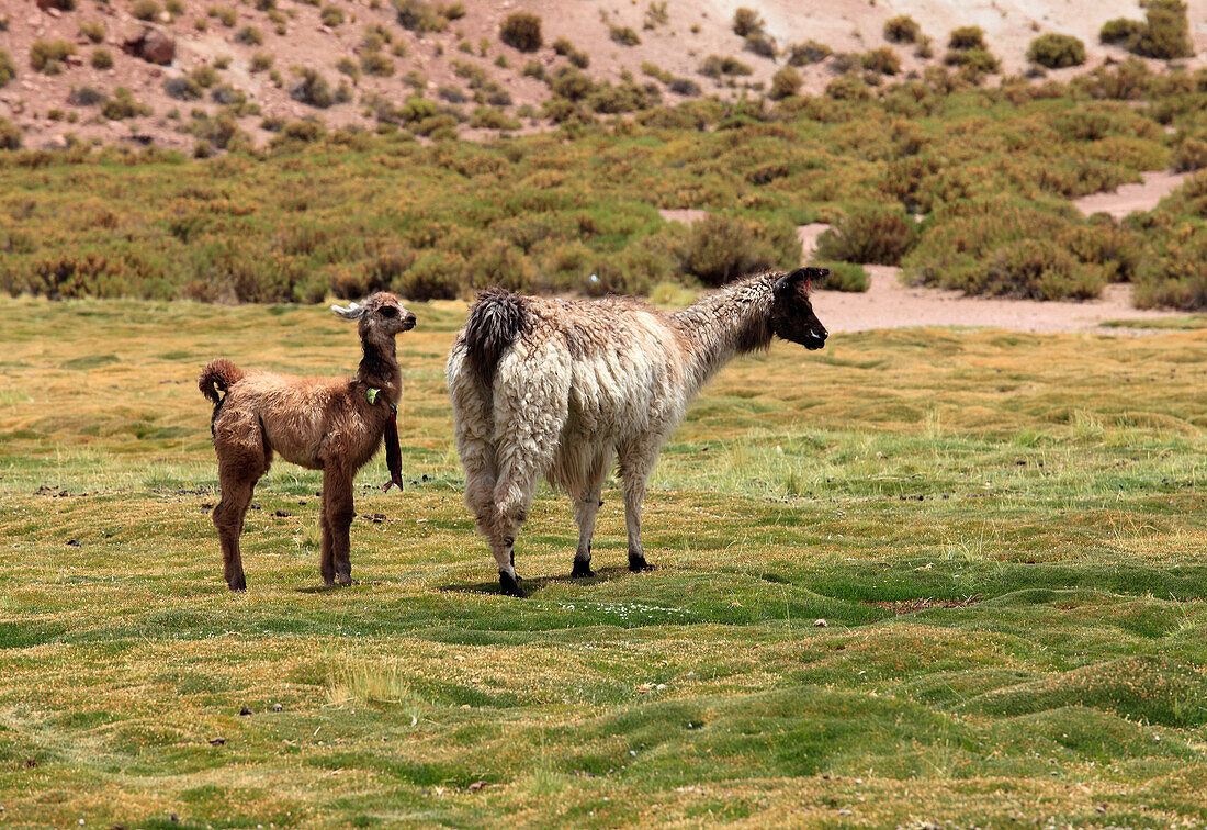 Llamas,lama glama,Chile,Region Antofagasta,Anden,Machuca,